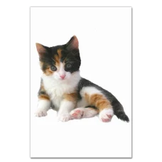 Notebooks A5 with print Kitten Three Colors -