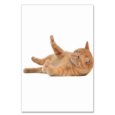 Notebooks A5 with print Red Cat -
