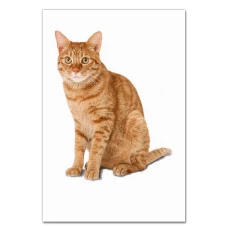 Notebooks A5 with print Red Cat Sits -