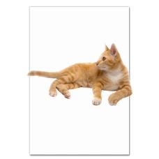 Notebooks A5 with print Red Cat Lies -