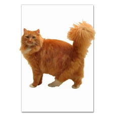 Notebooks A5 with print Red Cat 2 -
