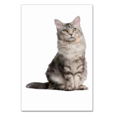 Notebooks A5 with print Proud Gray Cat -