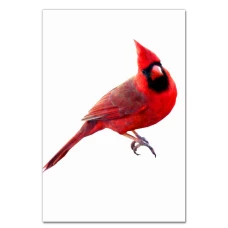 Notebooks A5 with print Red Bird -